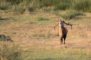 Rothirsch. Bild: flickr.com/michael.berlin - CC BY-SA 2.0