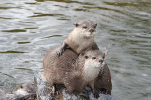 Fischotter. Bild: flickr.com/rachelandrew - CC BY-NC 2.0