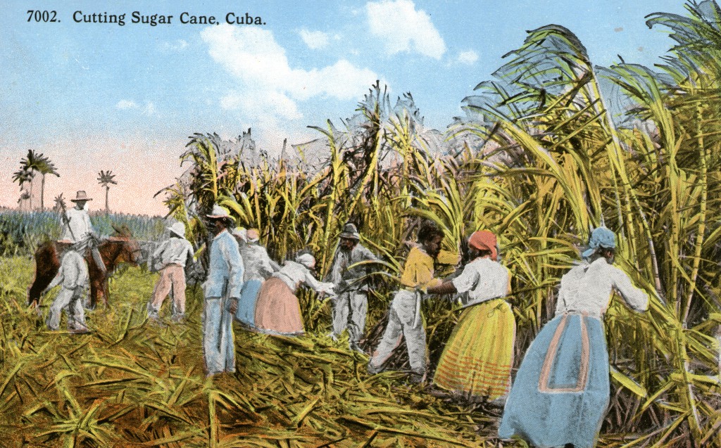 S. 76 Cuba_Cutting Sugar Cane_Vorders.