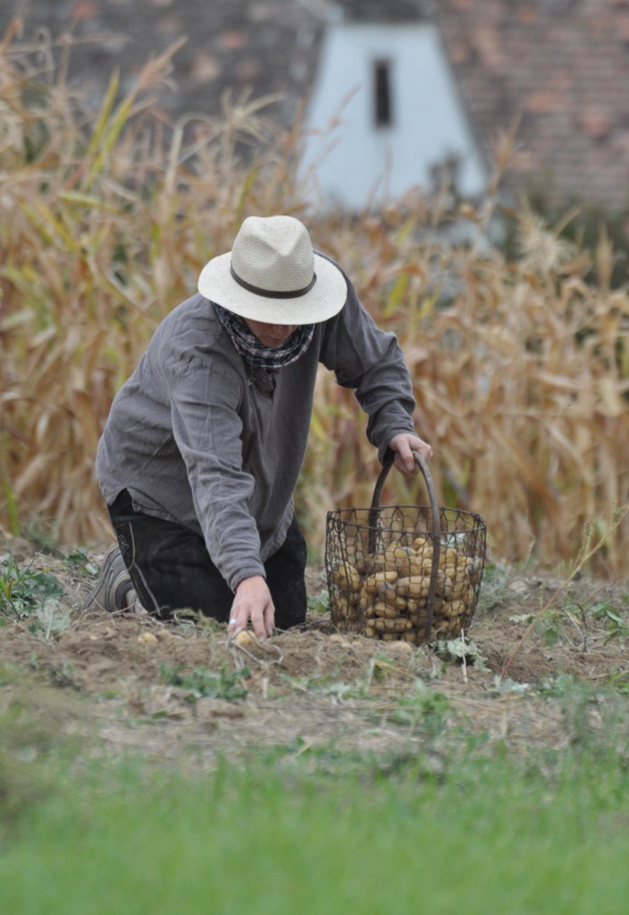 Bild: Museumsdorf Niedersulz