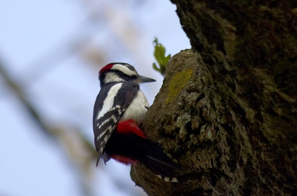 Wie Man Vogel Im Winter Richtig Futtert Biorama