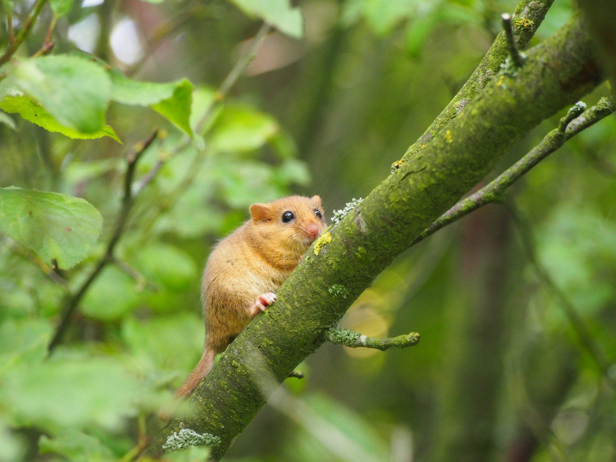 haselmaus im garten