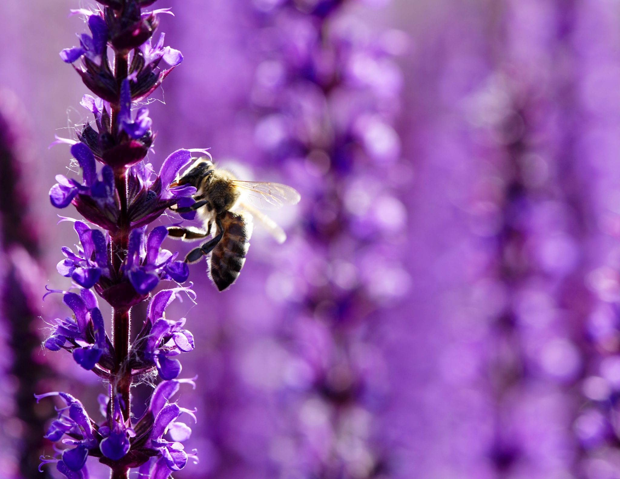 Ein bunter Garten für Nützlinge – Blüten und Bestäuber - BIORAMA