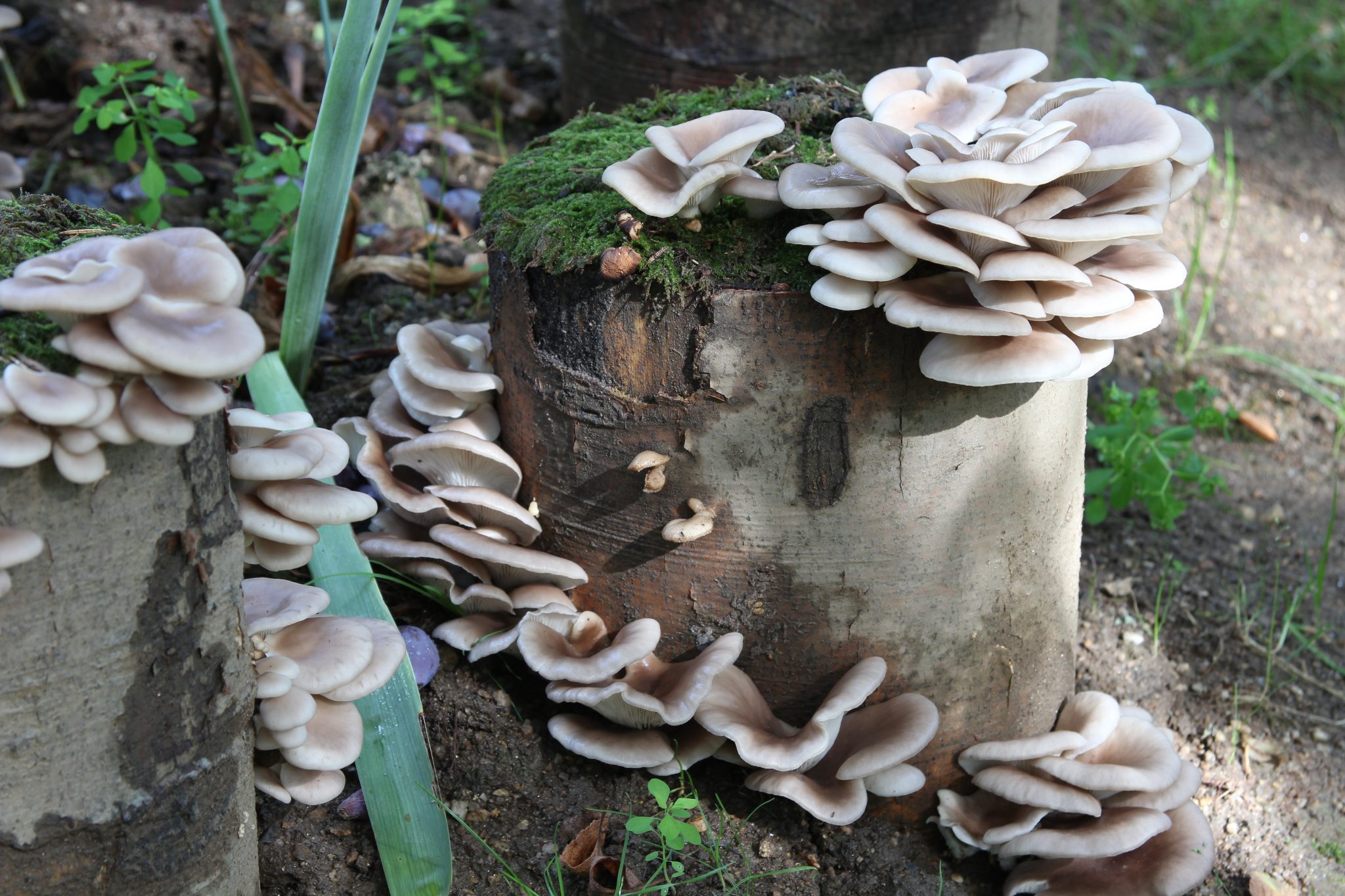 Pilze selbst anbauen: Der Waldviertler Pilzgarten macht's ...