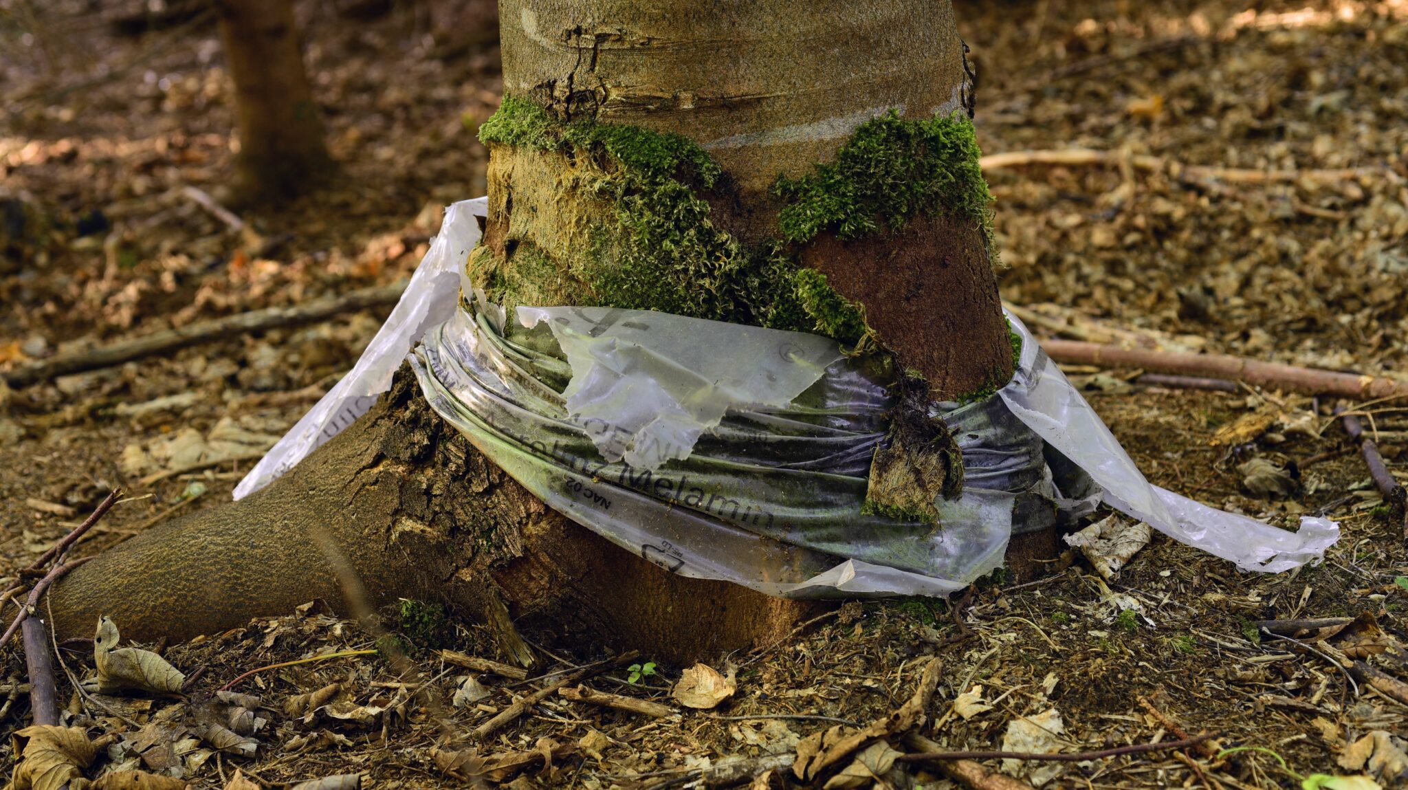 Vergessene Plastikfolien gegen Verbiss